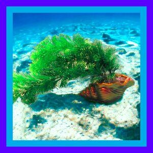 Aquarium Decoration - Red Gold Shell with Tall Green Plant.